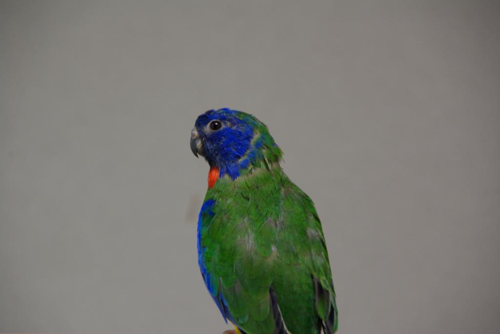 Image 13 of 17  -  27 kB