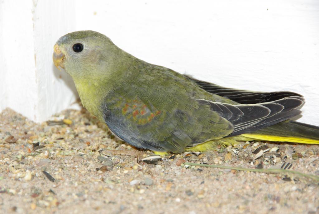 Image 4 of 12  -  82 kB