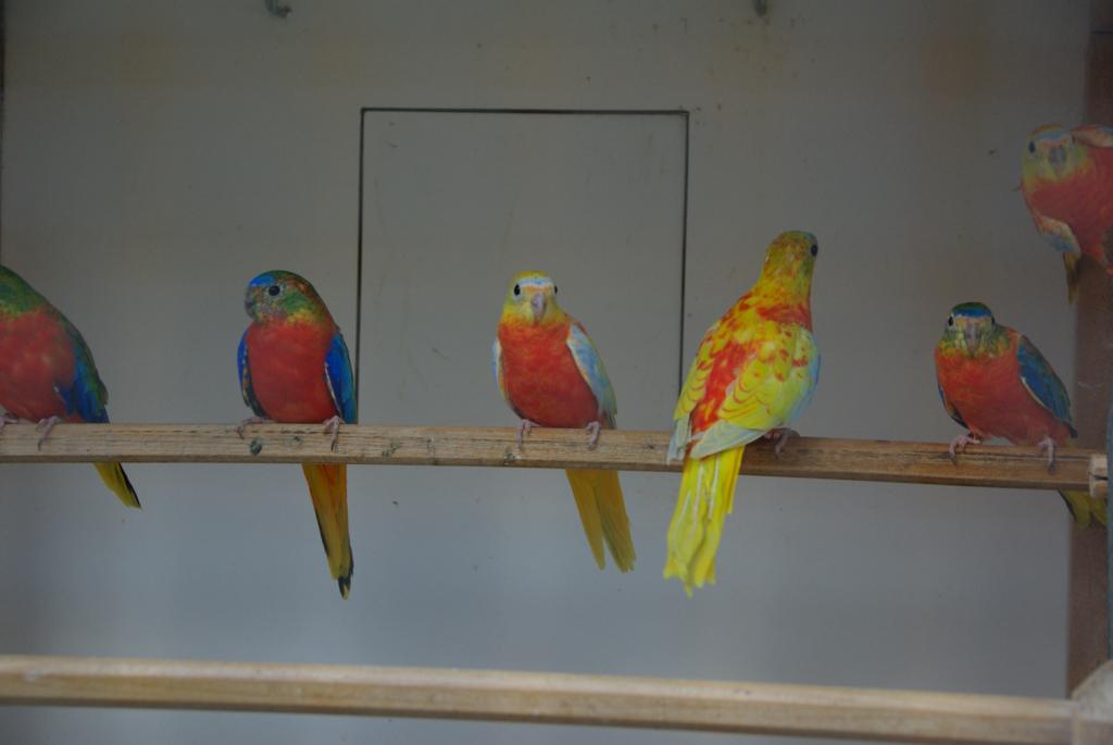 Image 15 of 31  -  39 kB